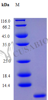 CSB-AP000751HU
