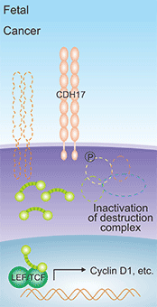 CDH17誘導(dǎo)Cyclin D1的產(chǎn)生