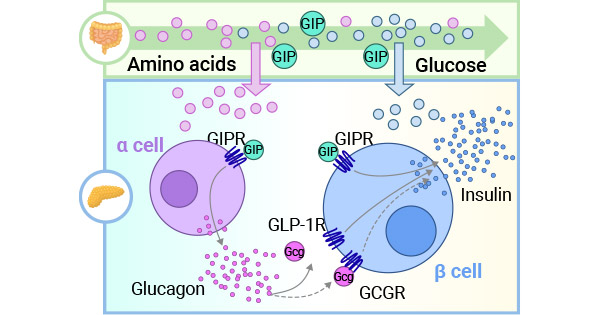 GIP和GLP-1作用于β細(xì)胞相應(yīng)受體GIPR和GLP-1R