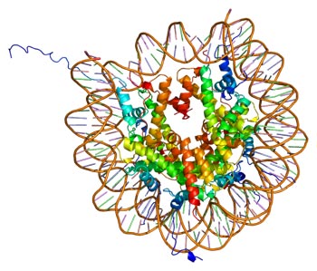 核心組蛋白H2A/H2B/H3/H4的三維結(jié)構(gòu)