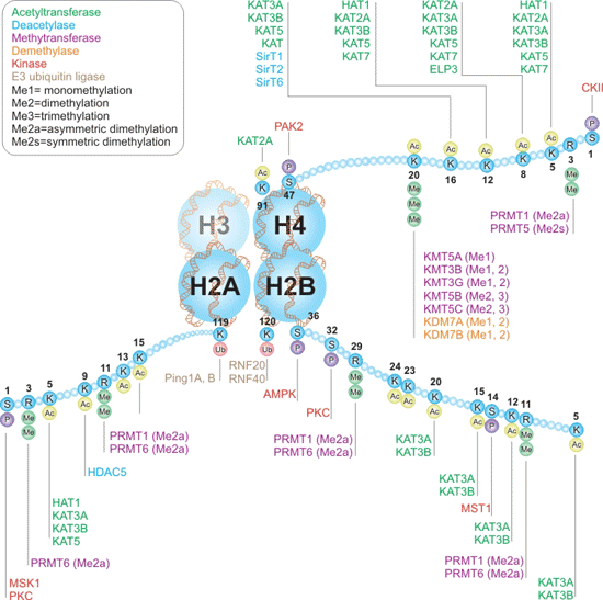 組蛋白H2A、H2B和H4的書寫者和擦除者互動(dòng)途徑