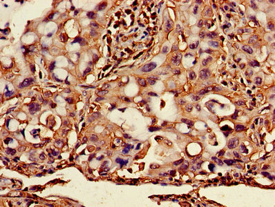 CSB-PA002486YA01HU