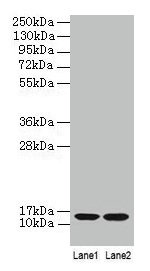 CSB-PA002486YA01HU