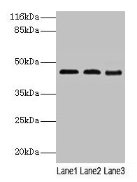 CSB-PA002601LA01HU