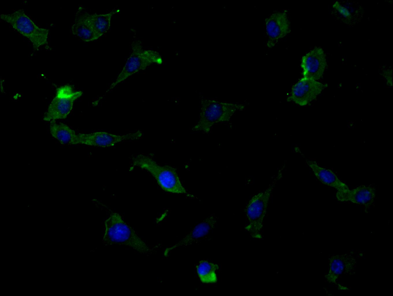 CSB-PA002873LA01HU