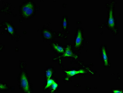 CSB-PA004839LA01HU