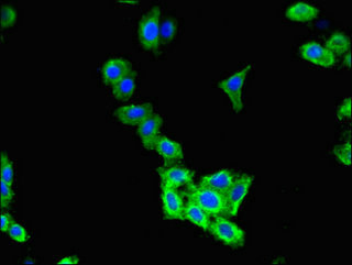 CSB-PA005481LA01HU