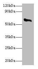 CSB-PA006389LA01HU