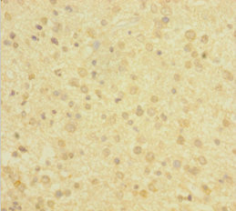CSB-PA006519HA01HU