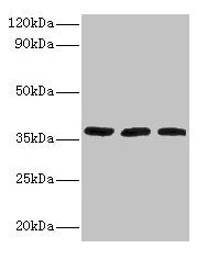 CSB-PA009055LA01HU