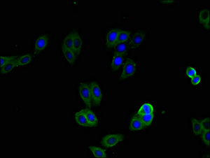 CSB-PA011673HA01HU