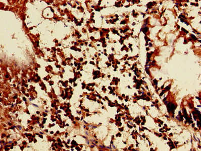 CSB-PA012721LA01HU