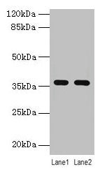 CSB-PA013263LA01HU