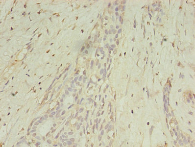 CSB-PA013324LA01HU
