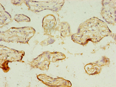 CSB-PA013324LA01HU