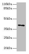 CSB-PA013324LA01HU