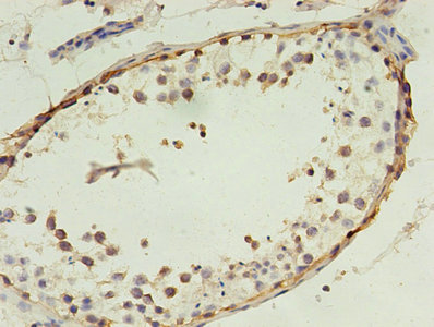 CSB-PA013330LA01HU