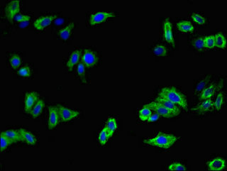 CSB-PA013754LA01HU