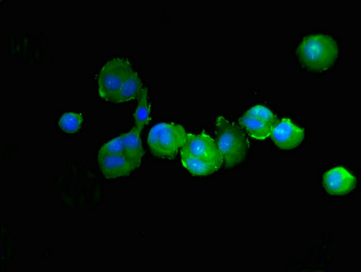 CSB-PA019043HA01HU