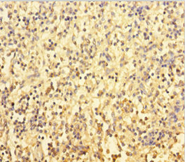 CSB-PA019043HA01HU