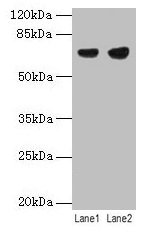CSB-PA019043HA01HU