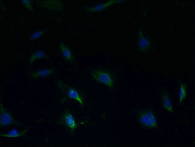 CSB-PA020650LA01HU