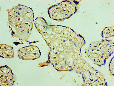 CSB-PA022388LA01HU