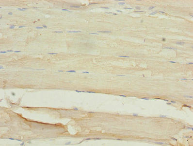 CSB-PA025556LA01HU