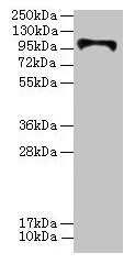CSB-PA647983LA01HU