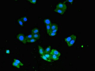 CSB-PA840583LA01HU