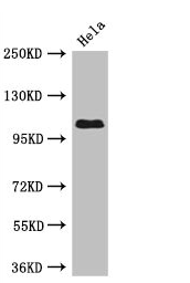 CSB-PA840583LA01HU