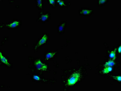 CSB-PA856947LA01HU