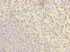 CSB-PA009307DSR1HU
