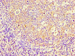 CSB-PA822241DSR1HU
