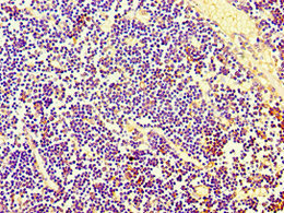CSB-PA822241DSR1HU