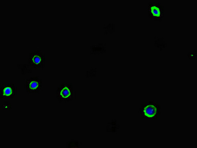 CSB-PA001376LA01HU