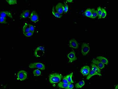 CSB-PA001388LA01HU