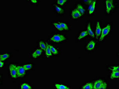CSB-PA001391LA01HU