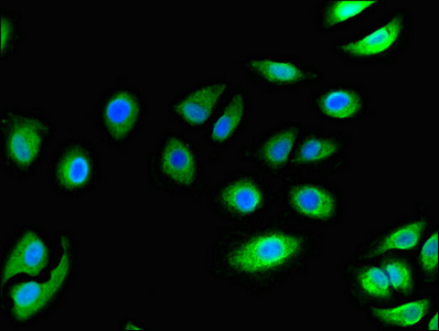 CSB-PA004842LA01HU