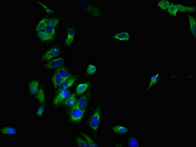 CSB-PA004846LA01HU