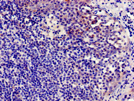 CSB-PA004846LA01HU