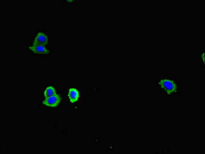 CSB-PA004962LA01HU