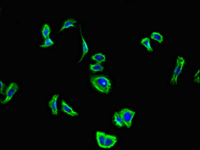 CSB-PA005679LA01HU