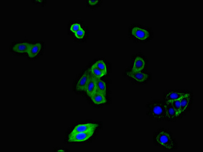 CSB-PA006236LA01HU