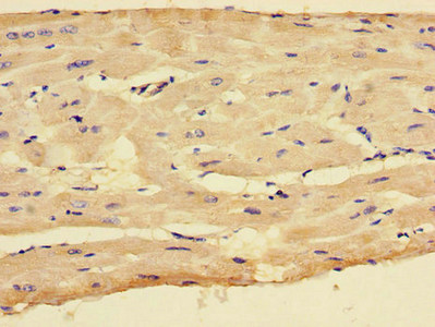 CSB-PA006236LA01HU