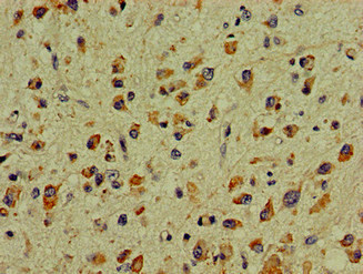 CSB-PA006548LA01HU