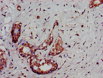 CSB-PA006548LA01HU