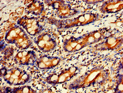 CSB-PA009703LA01HU