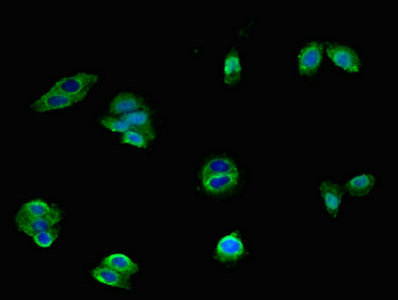 CSB-PA010881LA01HU