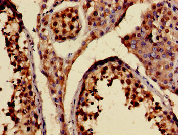 CSB-PA012321LA01HU